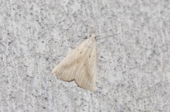 Macrochilo louisiana