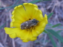 Heliothodes diminutiva