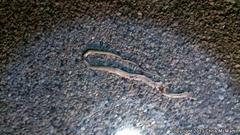 Masticophis flagellum testaceus