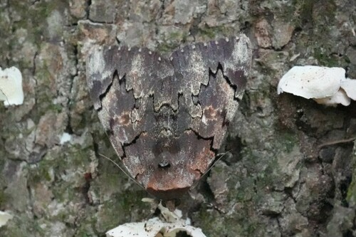 Carissima Underwing photo 5