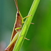 Clipped-winged Grasshopper - Photo (c) Mary Keim, some rights reserved (CC BY-NC-SA)