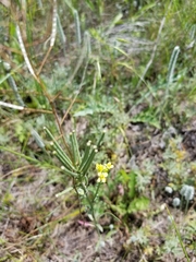 Erysimum inconspicuum