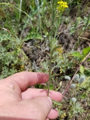 Erysimum inconspicuum