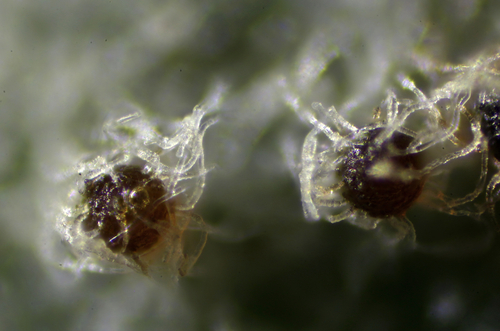 Golovinomyces sordidus