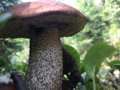 Leccinum boreale