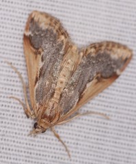 Loxostege albiceralis