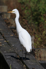 Ardea intermedia plumifera