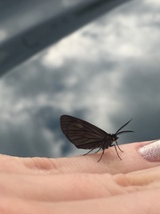 Sangalopsis microleuca