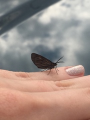 Sangalopsis microleuca