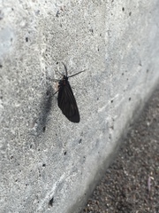 Sangalopsis microleuca