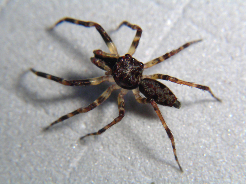 Cocalodini