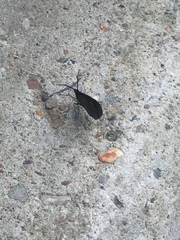 Sangalopsis microleuca