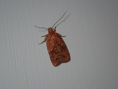 Agonopterix thelmae