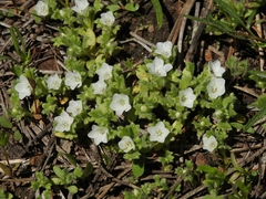 Nemophila spatulata
