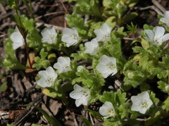 Nemophila spatulata