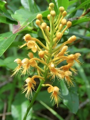 Platanthera chapmanii