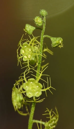 Brewerimitella breweri