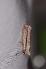 Catabenoides