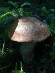 Leccinum boreale
