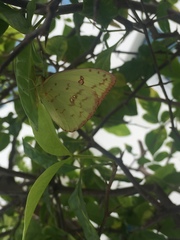 Phoebis