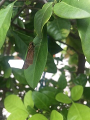 Hesperiinae
