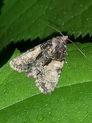 Chytonix