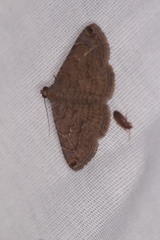 Toxonprucha pardalis