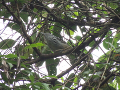 Hypoedaleus guttatus