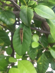 Hesperiinae