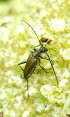 Trachysida mutabilis