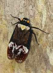 Penthicodes farinosus