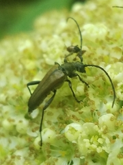 Trachysida mutabilis