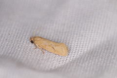 Acrolophus laticapitana