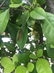 Hesperiinae