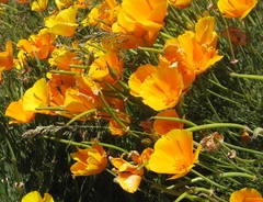 Eschscholzia californica