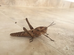Xyleus discoideus