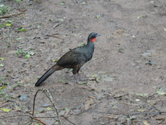 Penelope superciliaris