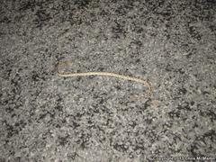 Bogertophis subocularis subocularis