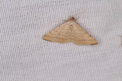 Taeniogramma octolineata