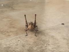Xyleus discoideus