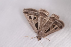 Callistege diagonalis