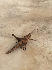 Xyleus discoideus