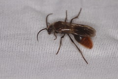 Sphaeropthalma marpesia