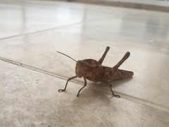 Xyleus discoideus