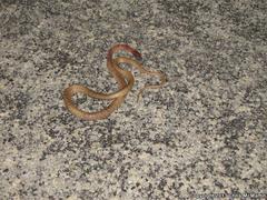 Masticophis flagellum testaceus