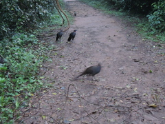 Penelope superciliaris