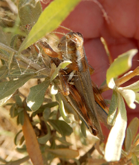 Melanoplus flavidus