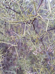 Acacia colletioides