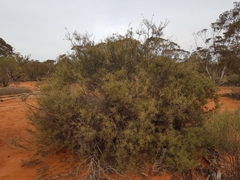 Acacia colletioides