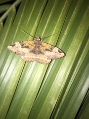 Erebidae